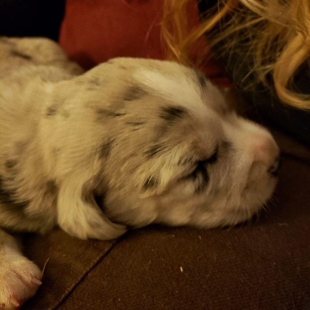 Meet your Posher, Macey